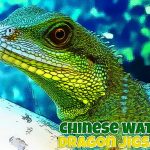 Chinese language language Water Dragon Jigsaw