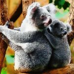 Cute Child Koala Bear