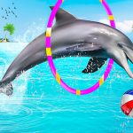 Dolphin Water Stunts Present