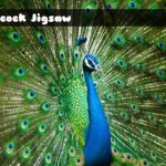 Peacock Jigsaw